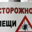За неделю 38 калужан пострадали от укусов клещей - Телерадиокомпания Ника