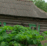 брошеный-дом-село-борщевик-0615.jpg - ГТРК Калуга