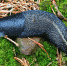 В Калужской области нашли редкого слизня - Телерадиокомпания Ника