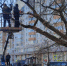 Работы по содержанию и ремонту зеленых насаждений - Городская управа