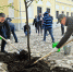 В Калуге у краеведческого музея высадили новые липы - Калужский перекрёсток