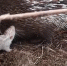Фото: скрин видео канала  Феникс дикие животные, https://youtu.be/GoC8ympD1DA - Kaluga-Poisk.Ru