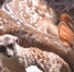 Фото: скрин видео канала  Феникс дикие животные, https://youtu.be/LXAkdQD-Eso - Kaluga-Poisk.Ru