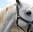 horse mane horses horseback riding trotter standard mare equine 609324 - Знамя
