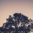 tree evergreen sunset silhouette 7130 - Знамя