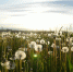 dandelion field grass meadow land 454 - Знамя