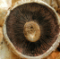 mushroom food fungi 502694 - Знамя