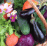 harvest vegetables food nature bio market vegetable garden eggplant 1048951 - Знамя