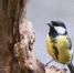 nature branch bird wildlife beak fauna 367775 pxhere.com - Знамя