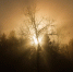 tree nature forest branch silhouette light 1038491 pxhere.com - Знамя