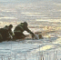 спасениесобаки04021.jpg - ГТРК Калуга