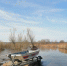 Уровень воды в Угре начал понижаться - Калужская неделя
