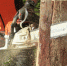 wood chainsaw tree artwork sculpture cases wood art work 437894 - Знамя
