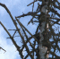 лес-вредители052702.jpg - ГТРК Калуга