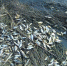 В калужской реке из-за загрязнения воды массово вымерла рыба - Kaluga-Poisk.Ru