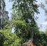 дерево-упало0715.jpg - ГТРК Калуга
