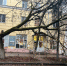 Из-за сильного ветра в Калуге на нескольких улицах упали деревья - Знамя