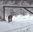 скрин видео заповедника - Kaluga-Poisk.Ru