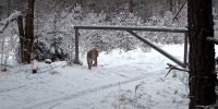 скрин видео заповедника - Kaluga-Poisk.Ru