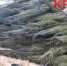 Елки подорожали на базарах Калуги - Калужский перекрёсток