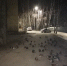 На Пуховском пруду в Калуге насчитали 137 крякв - Калужский перекрёсток
