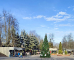 В городе в феврале ещё стояли елки.