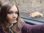 Дикие лисы на Куршской косе подходят очень близко к трассе.