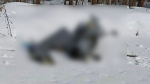 Обломки беспилотника обнаружены в лесном массиве Ульяновского района