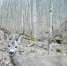 Косули попали на видео в калужском лесу - Калужский перекрёсток