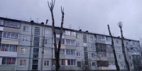 В Калуге обрезали деревья на улице Мичурина - Калужский перекрёсток