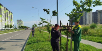 На улице Минской появились новые колья для молодых саженцев - Калужский перекрёсток