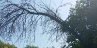 В Калуге на улице Чижевского над тротуаром висит опасное дерево - Калужский перекрёсток