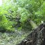 Дерево-упало-на-машину-0722.jpg - ГТРК Калуга