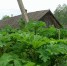 борщевик4-0728.jpg - ГТРК Калуга