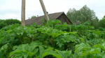 борщевик4-0728.jpg