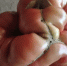 Калужанин вырастил помидор весом почти 1,5 килограмма - Калужский перекрёсток