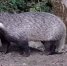 фотоловушки заповедника - Kaluga-Poisk.Ru