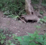 Жизнь калужского барсука попала на видео - Калужский перекрёсток