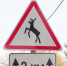 знак-Дикие-животные-0927.jpg - ГТРК Калуга