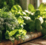 Как продлить жизнь зелени - простые и практичные советы - Kaluga-Poisk.Ru