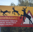 Калужская область на втором месте по авариям с дикими животными - Калужская неделя