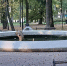В Калуге завершился сезон фонтанов - Калужский перекрёсток