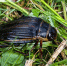жук.jpg - ГТРК Калуга