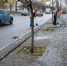 В Калуге вандалы сломали деревья на улице Кирова - Калужский перекрёсток