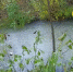 Массовая гибель рыбы произошла в Калужской области - Калужский перекрёсток