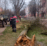 В Калуге спилили деревья на нескольких улицах - Калужский перекрёсток