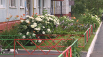 Цветы-во-дворе0827.jpg