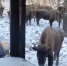 Заповедник - Kaluga-Poisk.Ru