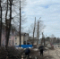 В Кирове начали обрезать деревья - Калужский перекрёсток