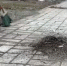 В Калуге на уборку мраморной крошки призовут мини-пылесосы - Телерадиокомпания Ника